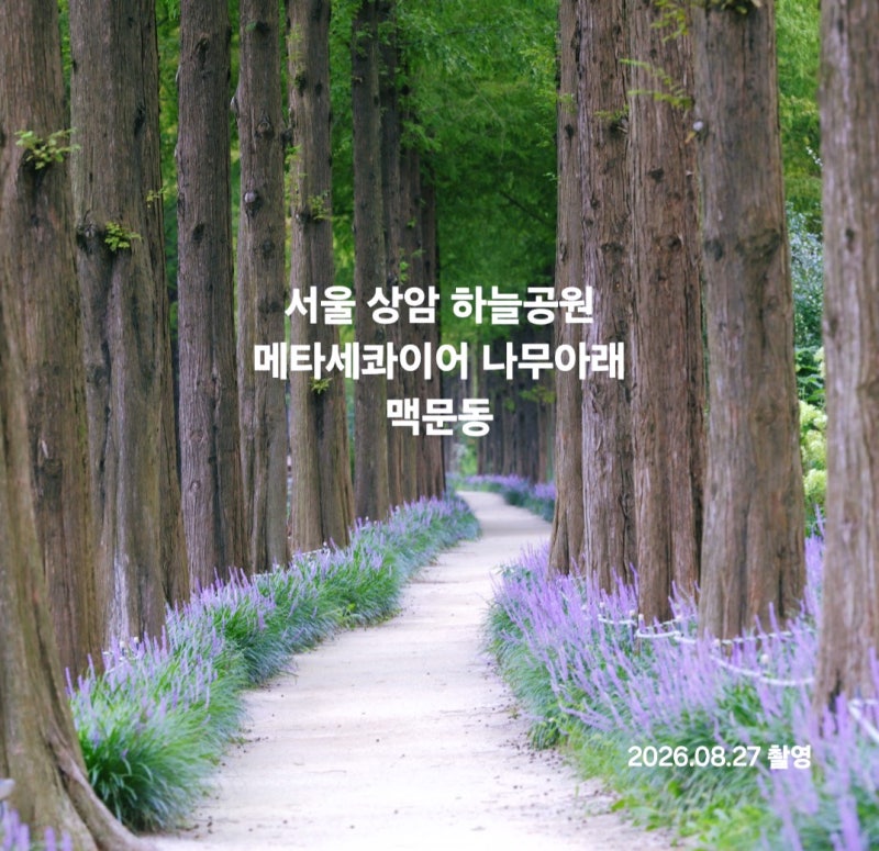서울 상암 하늘공원 메타세콰이어길 맥문동 만개, 늦여름 감성 산책 코스와 주차 팁