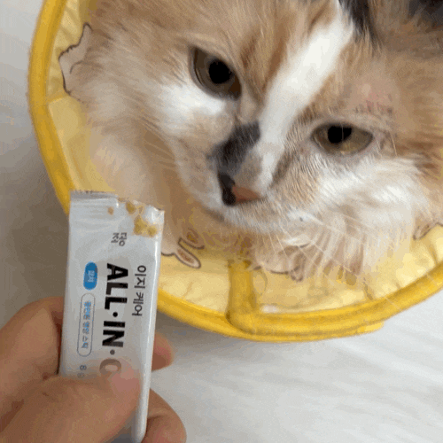 고양이 영양제 추천, 냥신 나응식 수의사가 만든 조공 이지케어 ALL·IN·ONE 츄르 후기