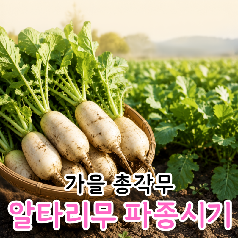 알타리무 파종시기 언제? 가을 총각무 심는 시기부터 수확까지