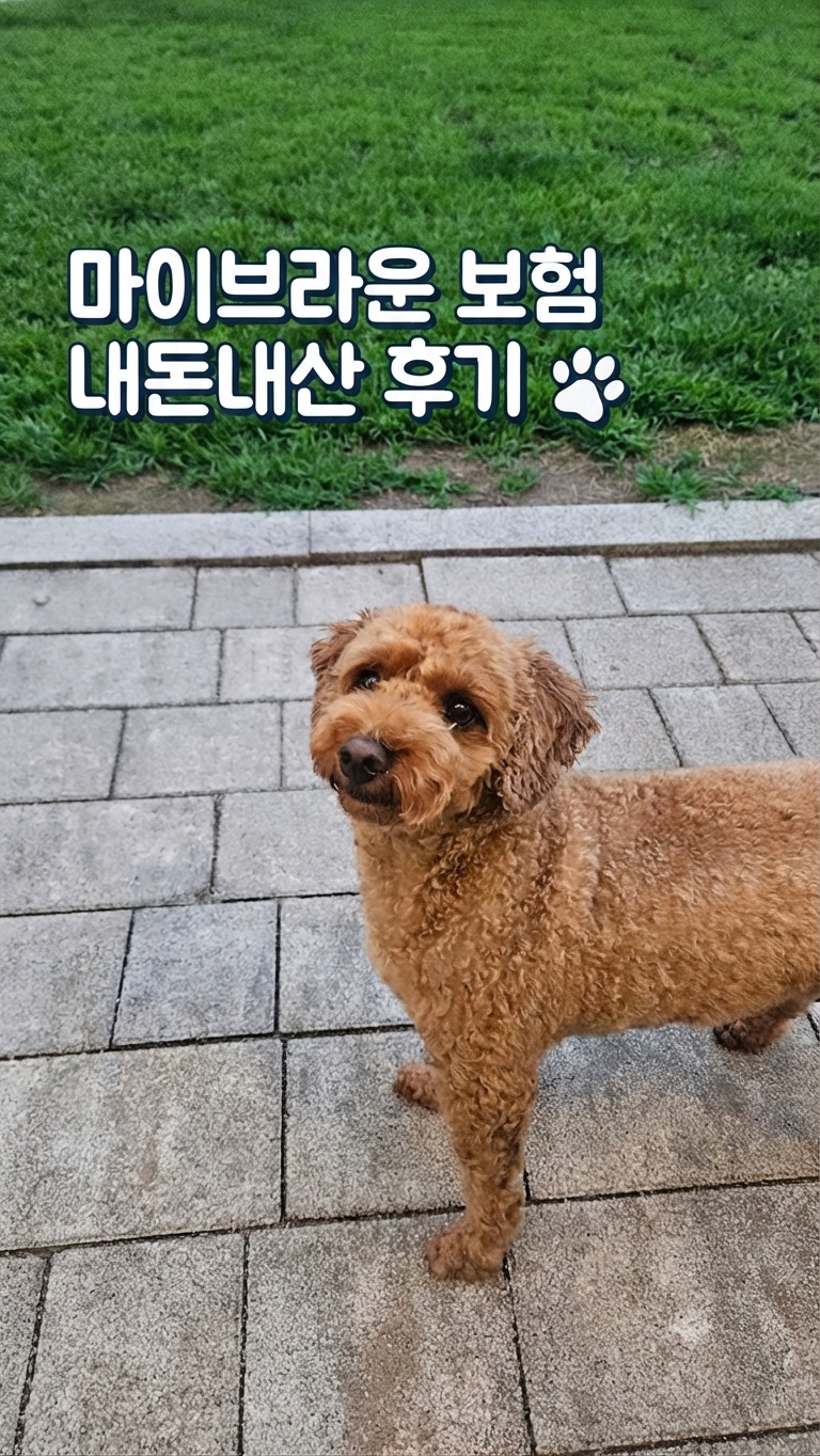마이브라운 펫보험 솔직 후기 (파워 건강이의 갑작스러운 병원 방문기)