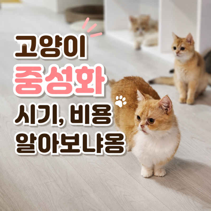 수컷 암컷 고양이 중성화 비용, 시기, 수술 후 관리