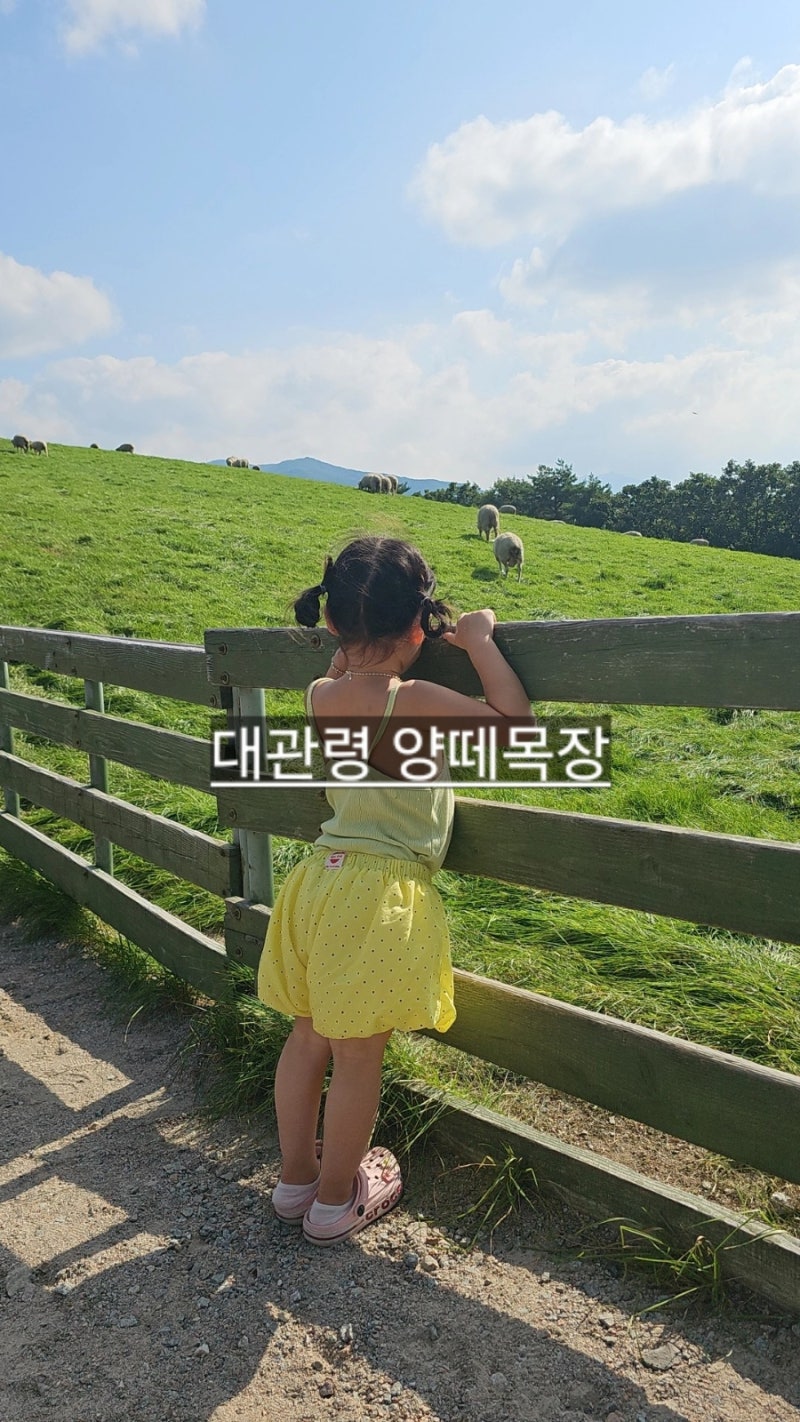 강릉 대관령 양떼목장 8월 날씨 온도 입장료 안내