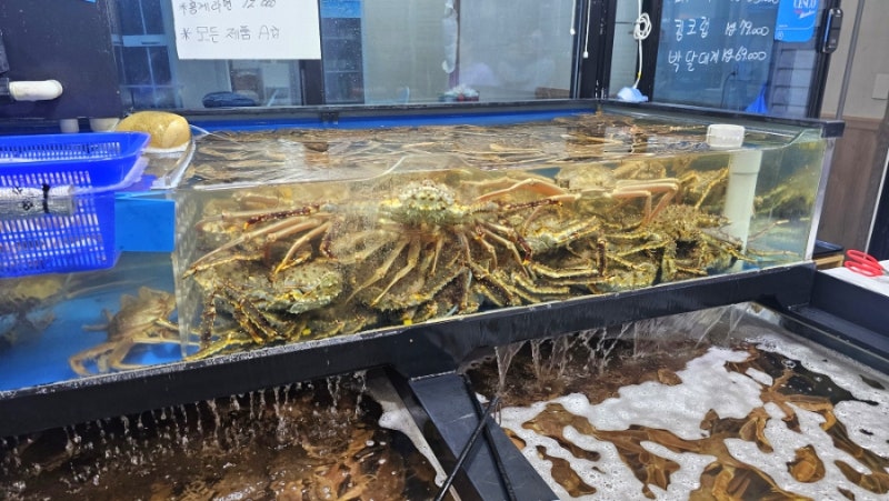 속초 중앙시장 대게 포장 맛집 아빠가잡아온붉은대게 가성비 좋게 즐기는 방법