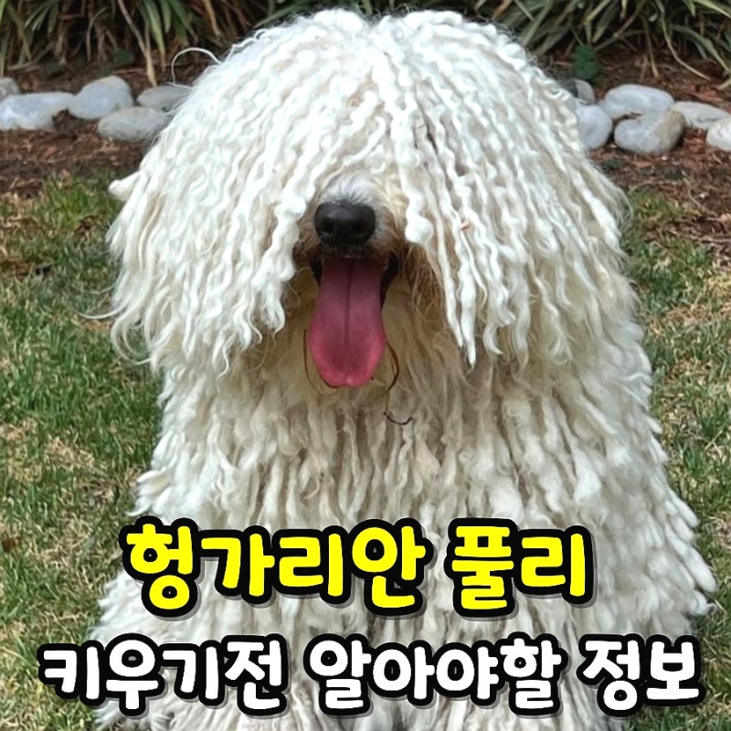 헝가리안 풀리 강아지 분양 미용 목욕 털관리 빗질 중형견 종류