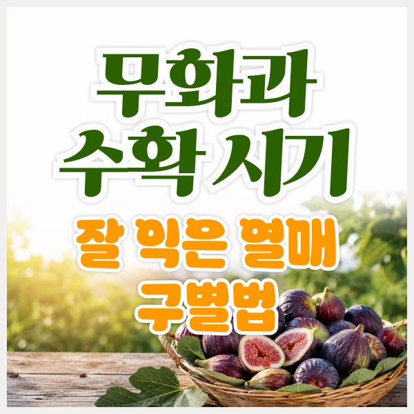 무화과 수확 시기와 수확 방법, 잘 익은 열매 구별하는 법