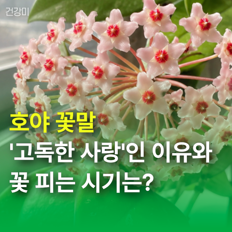 호야 꽃말이 '고독한 사랑'인 이유와 꽃 피는 시기는?