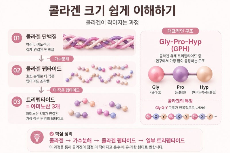트리펩타이드 콜라겐이란? 저분자 콜라겐 차이부터 GPH까지 총정리