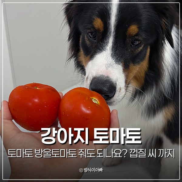 강아지 토마토 방울토마토 줘도 되나요? 껍질 씨 급여까지