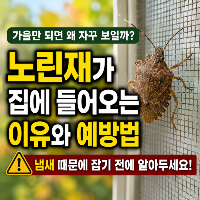 노린재가 집에 들어오는 이유, 냄새 때문에 잡기 전에 알아두세요