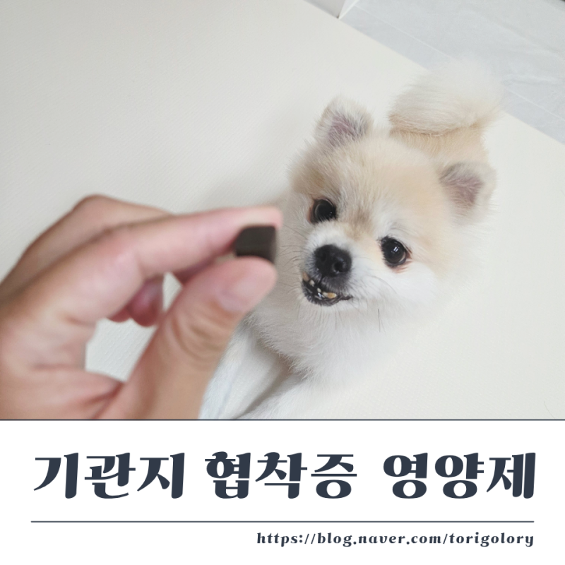 강아지기관지협착증 완화에 도움 준 강아지영양제 솔직 후기 라이프펫 브레스