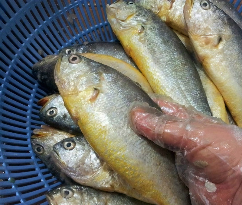 추석 명절 조기 28cm 냉동 부세 조기 한 마리당 2,875원에 구입, 한 박스 직접 손질 했어요.
