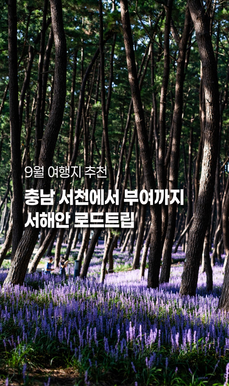 서천 장항 맥문동 꽃축제 보고 부여 여행 어때요? 9월 서해안 드라이브코스