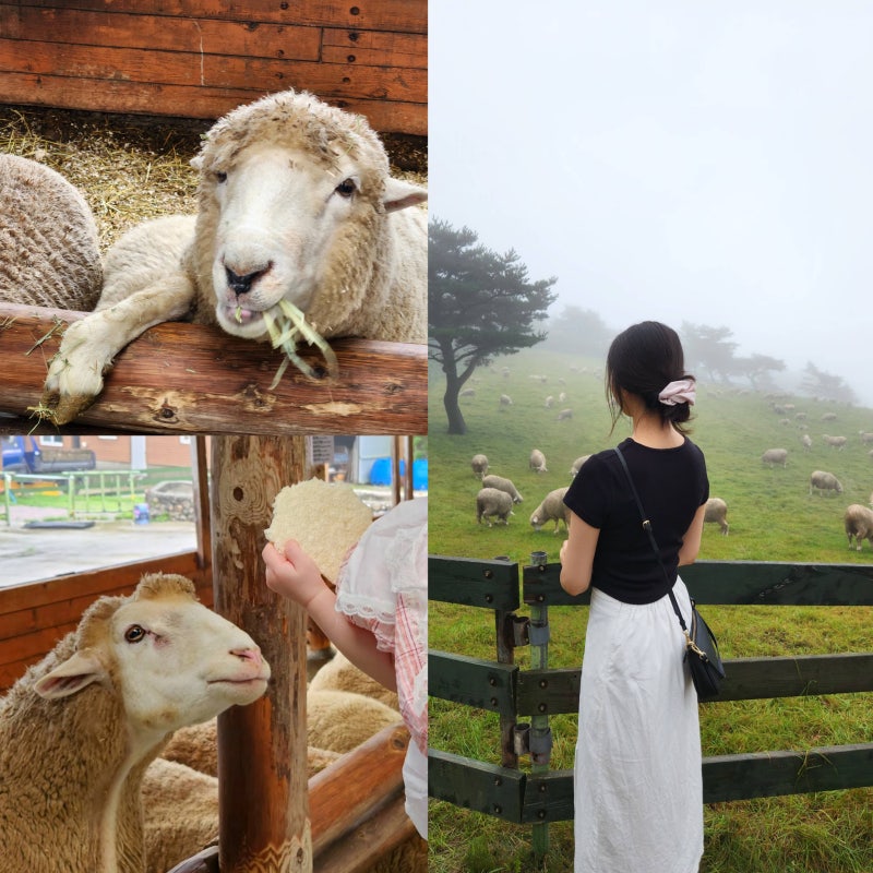 강원도 대관령 양떼목장 아기랑 가족여행 솔직 후기 (+시간, 주차, 비)