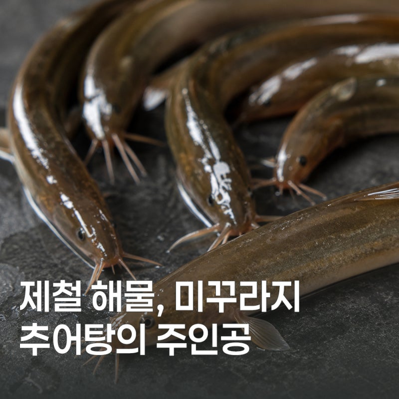 보양식 미꾸라지 효능부터 보관방법까지