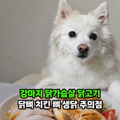 강아지 닭가슴살 닭고기도 급여 방법이 있어? 닭뼈 치킨 뼈 생닭 주의점