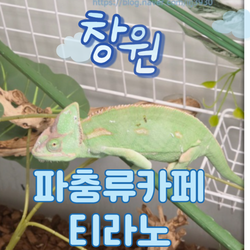 [창원 아이들과 가볼만한 곳]생생한 체험과 음료가 함께하는 창원 이색카페 ‘파충류카페티....