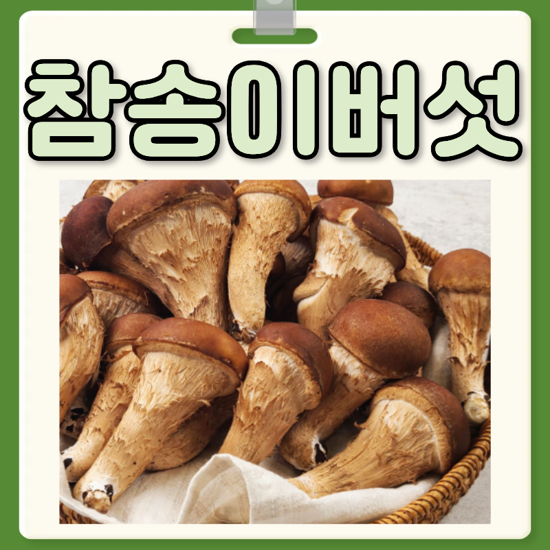 참송이버섯 효능 부작용 참송이버섯 먹는법 보관법