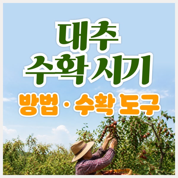 대추 수확 시기와 방법, 대추 수확 도구까지 한 번에 정리