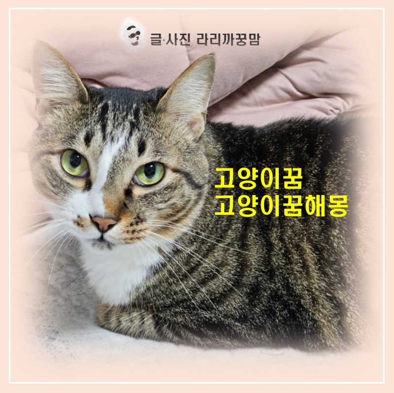 "어젯밤 꿈에 냥이가 나왔나요?" 길몽일까 흉몽일까 고양이 꿈 완벽 해석