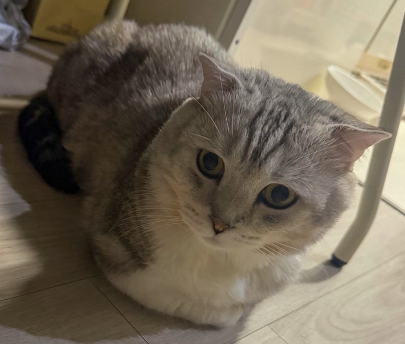 고양이 오메가3 챙겨야 하는 이유와 효능 4가지