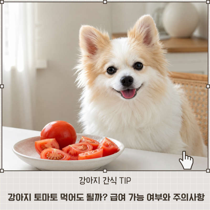 강아지 토마토 먹어도 될까? 급여 가능 여부와 주의사항 총정리