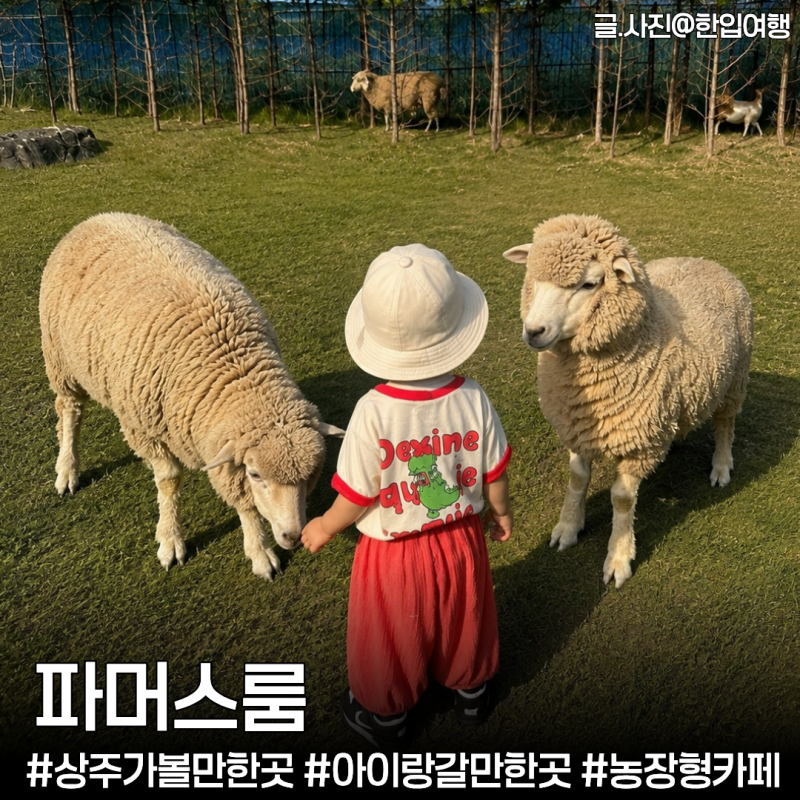 Sangju Must-Visit: "Farmer's Room" - A 5,000-pyeong Large Cafe and Animal Farm Near Daegu, Great for Kids