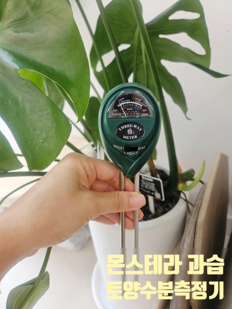 식집사 몬스테라 과습 관리, 테무추천템 흙수분측정기, 토양수분측정기