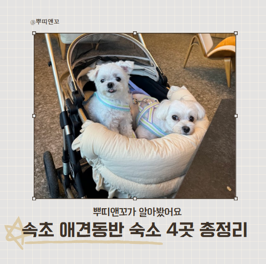 Sokcho Pet-Friendly Accommodations: A Complete Guide to 4 Places, Your First Step to Travel!