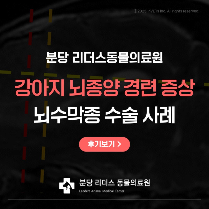 강아지 뇌종양 증상과 치료, 경련으로 발견된 뇌수막종 수술 사례