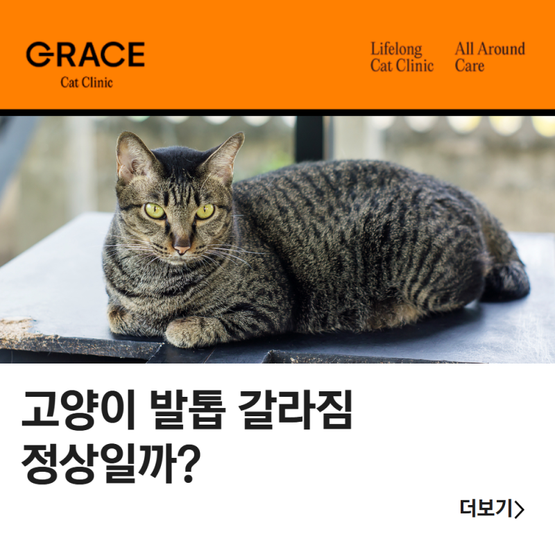 고양이 발톱 갈라짐, 정상일까? 관리가 필요한 경우
