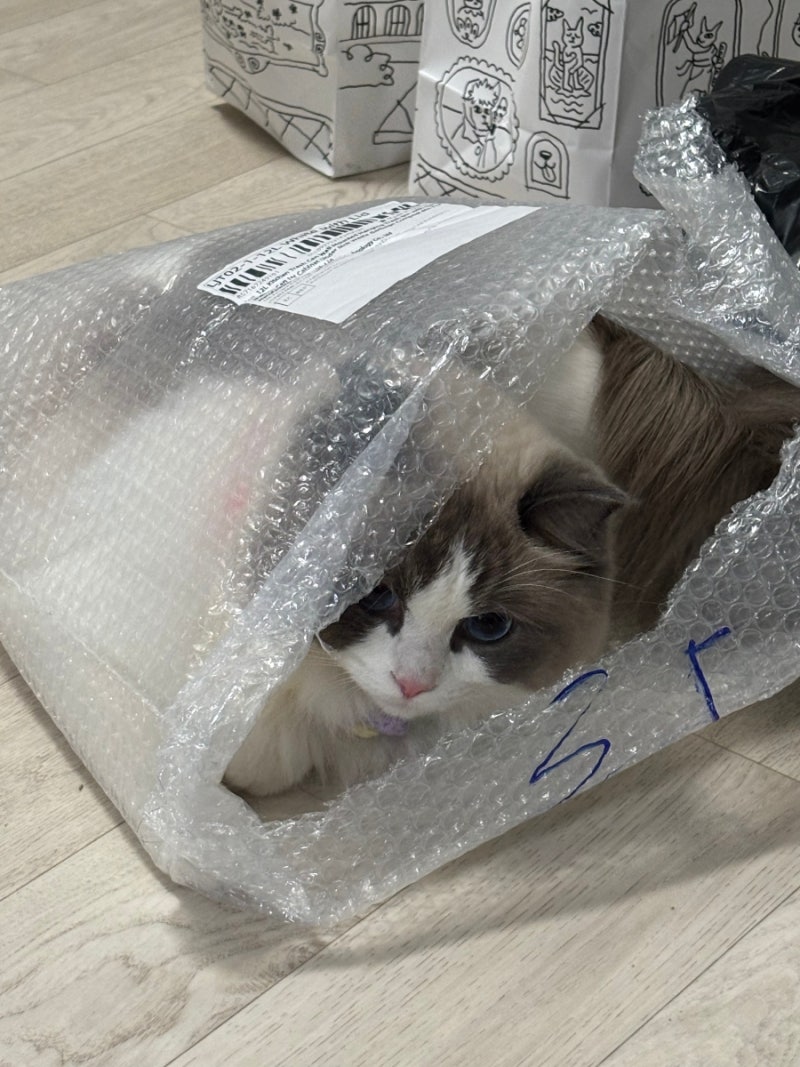 고양이 음수량 늘리기! 성분 좋은 습식캔 1군부터 3군 완벽 정리