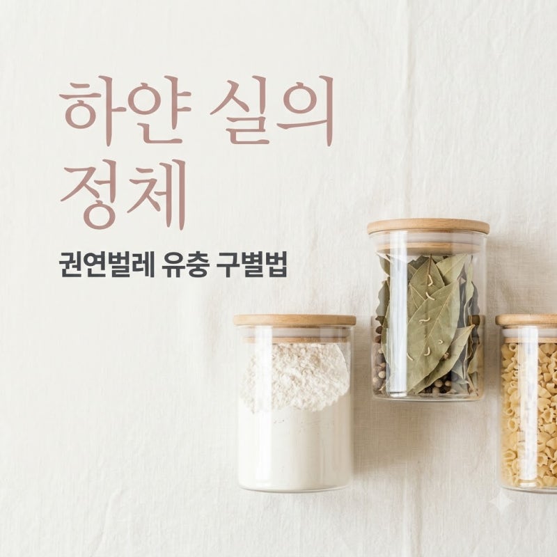 "쌀통에 웬 하얀 실이?" 2mm 권연벌레새끼생김새 알고 보니 충격적 정체..