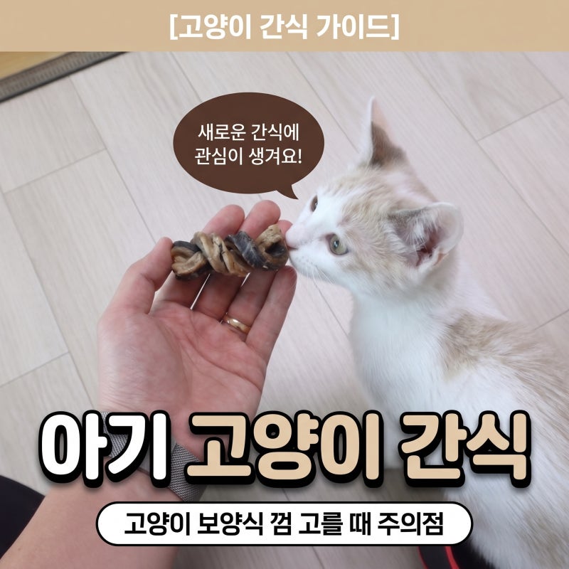 아기 고양이 간식 준비, 고양이 보양식 고양이껌 주의점