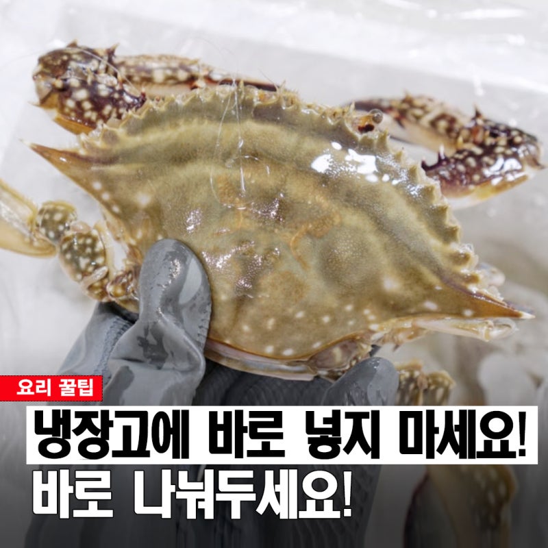 제철맞은 가을 꽃게 사 오면 이거부터 하세요! 살 꽉 찬 꽃게 손질법과 보관법