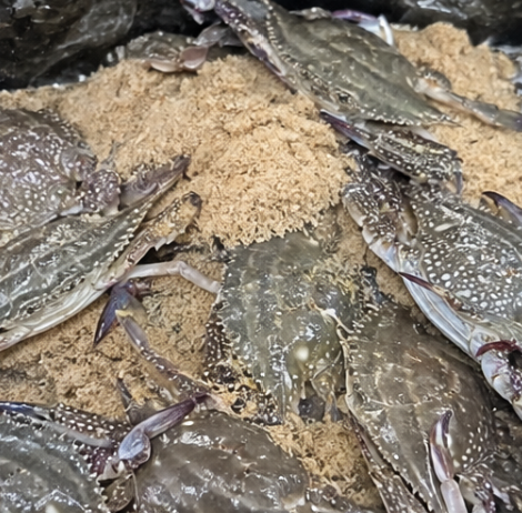 톱밥꽃게 뜻과 보관법, 8월 9월 꽃게 제철에 먹어도 맛있을까?