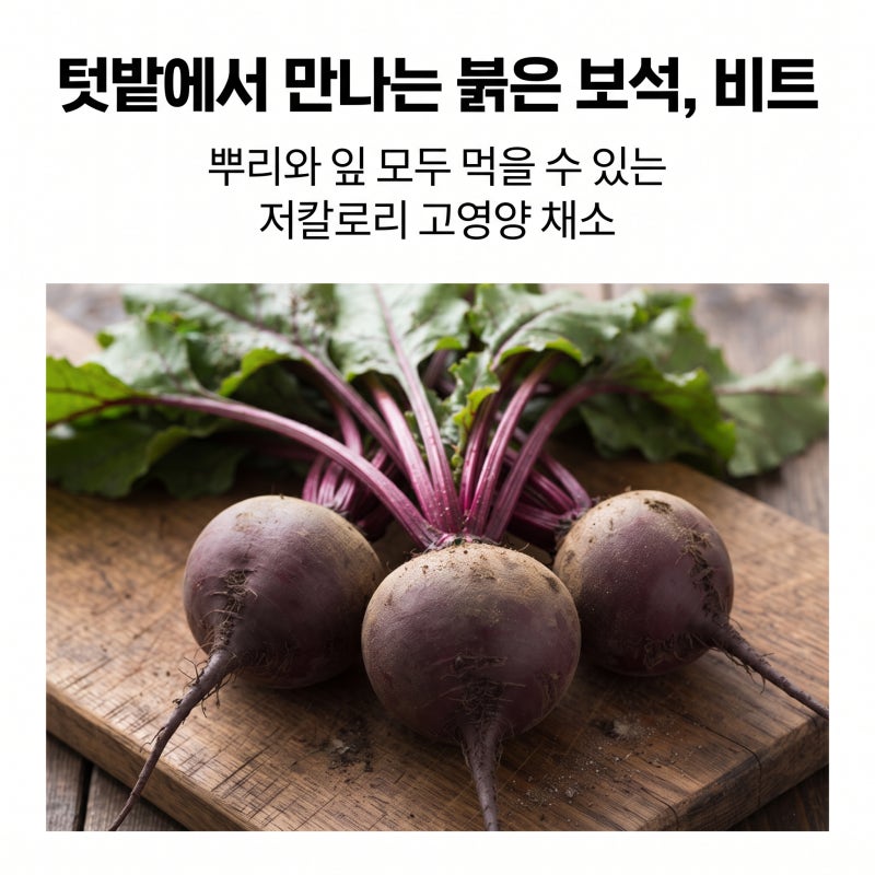 비트 효능 완전정리 | 텃밭에서 직접 키워 먹는 붉은 뿌리채소