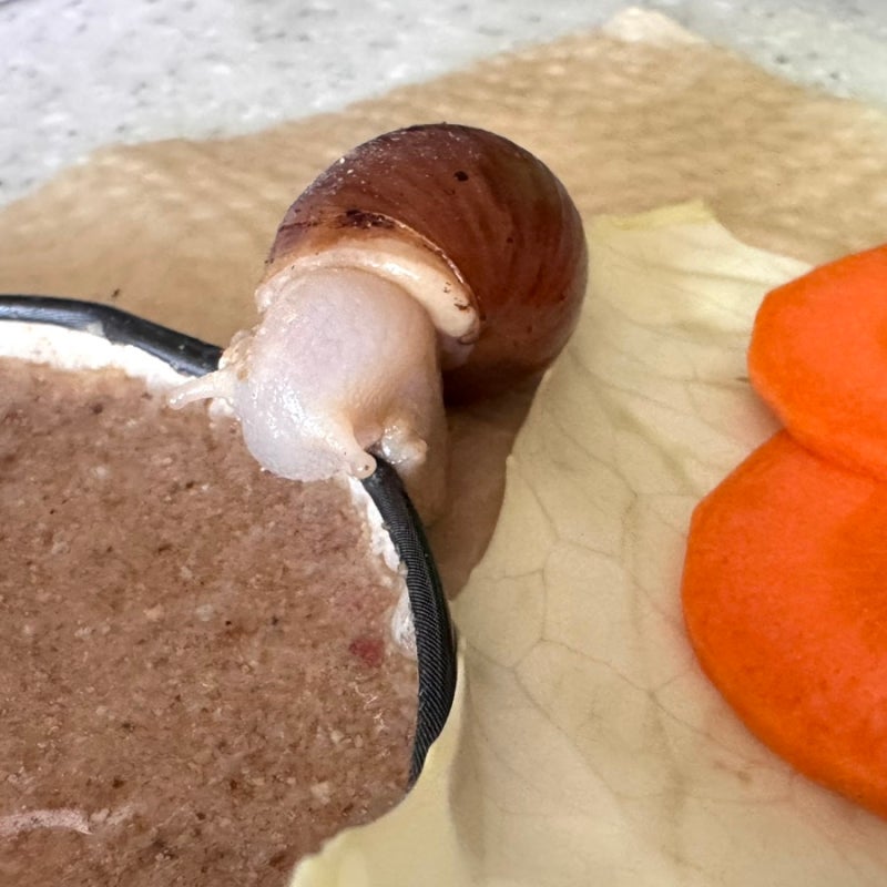백와달팽이 사육장만들기