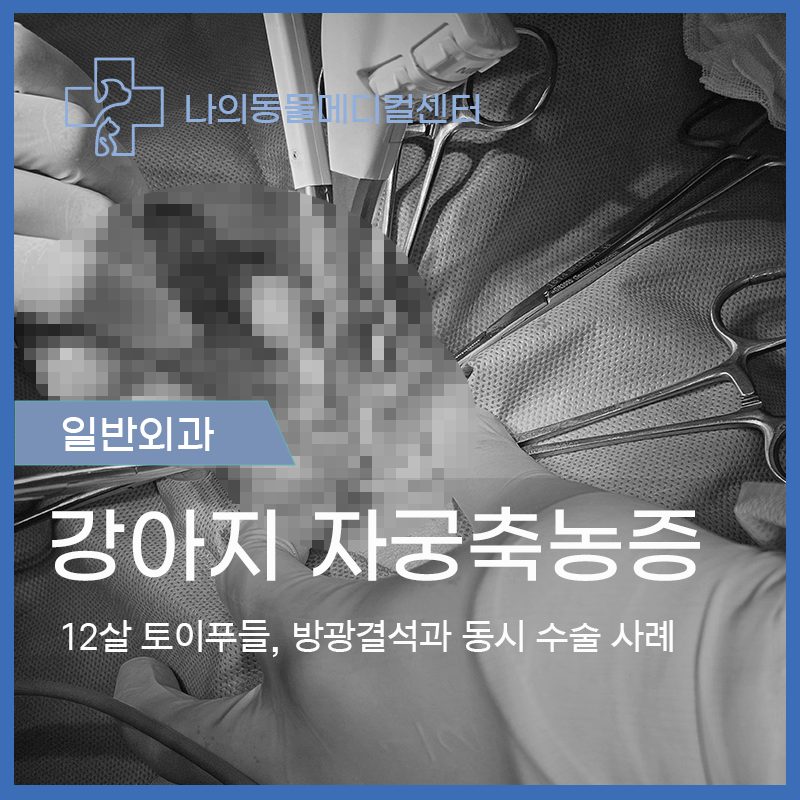 [ 인제 태백 동물병원 ] 강아지 자궁축농증 증상에서 원인까지, 수술비용은?