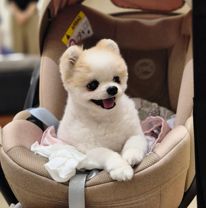 강아지 자궁축농증 증상과 수술, 중성화하지 않은 암컷이라면 꼭 알아두세요