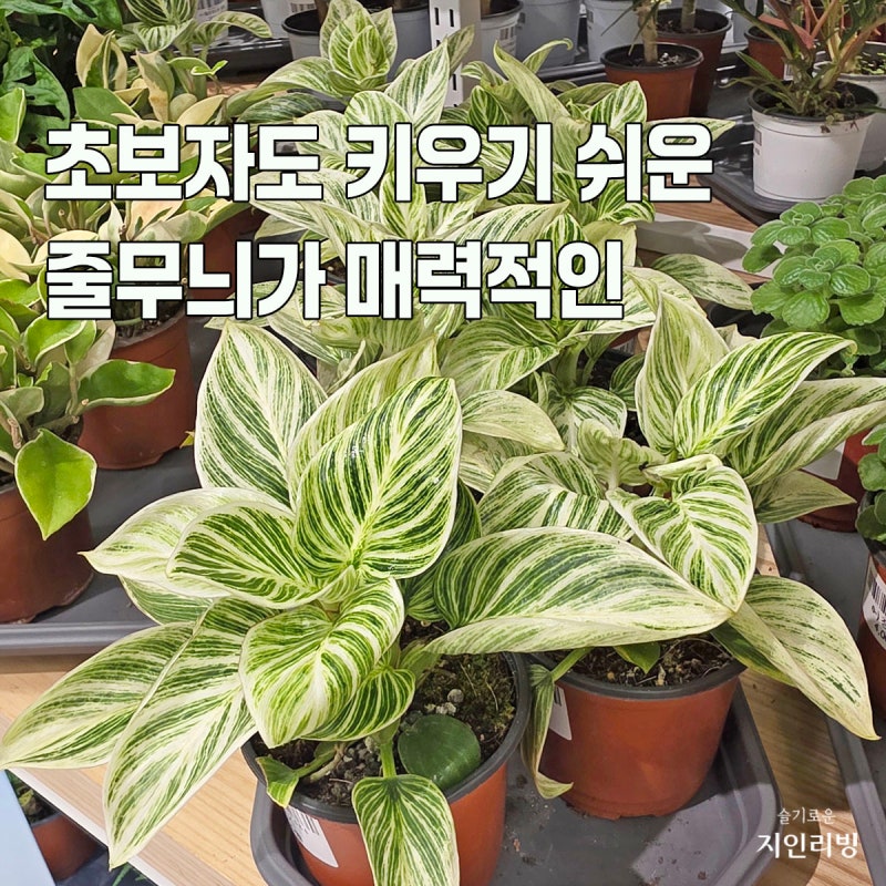 필로덴드론 버킨, 일명 무늬 콩고 식물 키우기