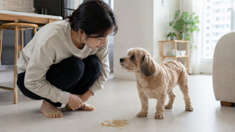 강아지 토하는 이유와 대처법｜노란토·거품토·사료 그대로 토할 때
