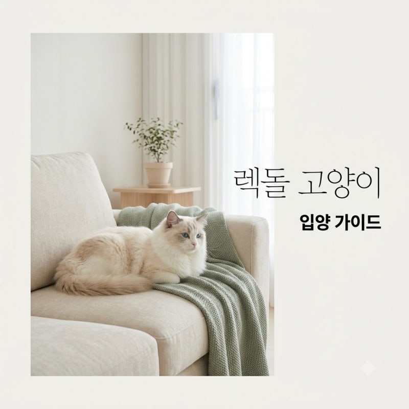 렉돌고양이 입양 전 성격·분양가·유전병 3대 필수 체크리스트