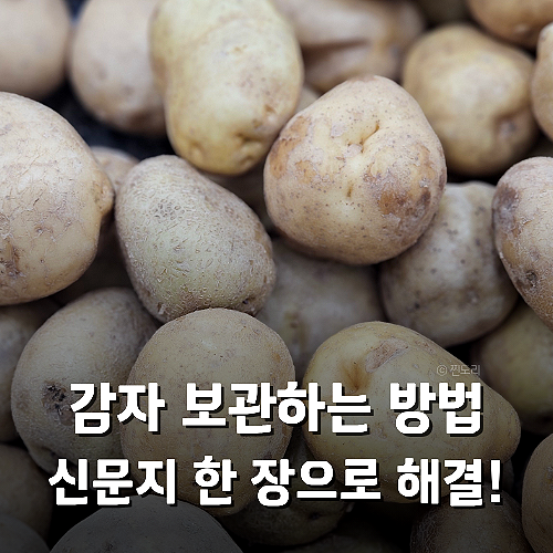 감자 보관법 싹 안 나게 보관하기 실온 냉장 냉동 보관 기준 정리
