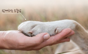 라비앙독 강아지 사료 가수분해 피부 눈물 알러지 연어 후기