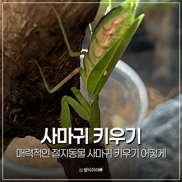 매력적인 절지동물 사마귀 키우기 어떻게 준비할까