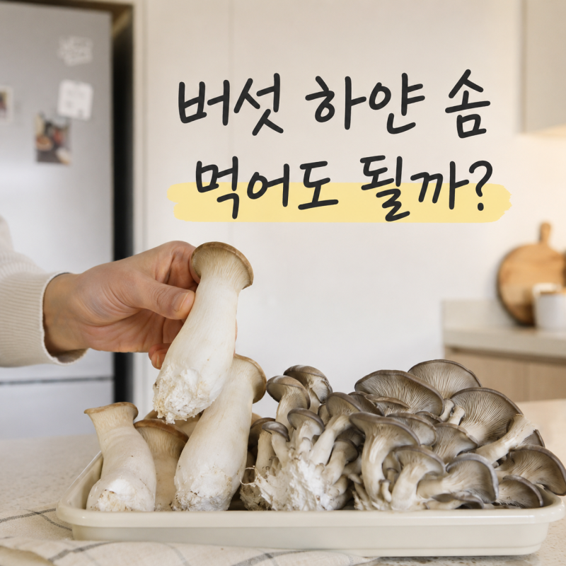 버섯에 하얀 솜, 곰팡이일까? 먹어도 되는 상태와 보관법