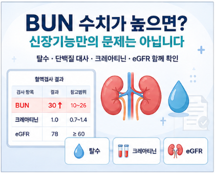 BUN 수치가 높으면 신장이 나쁜 걸까? 탈수·단백질 섭취와 함께 보는 이유