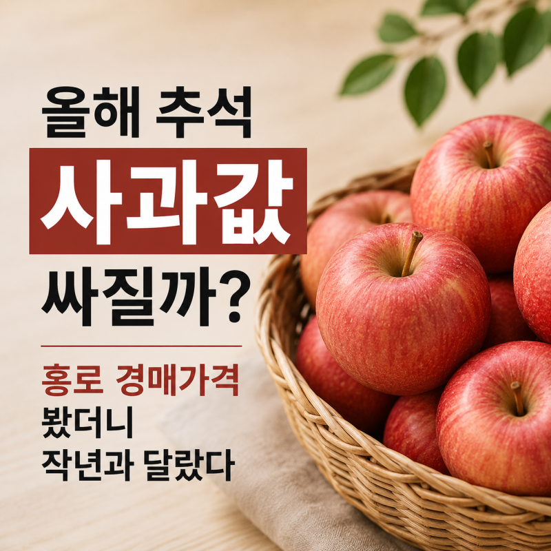 올해 추석 사과값 싸질까? 홍로 경매가격 봤더니 작년과 달랐다