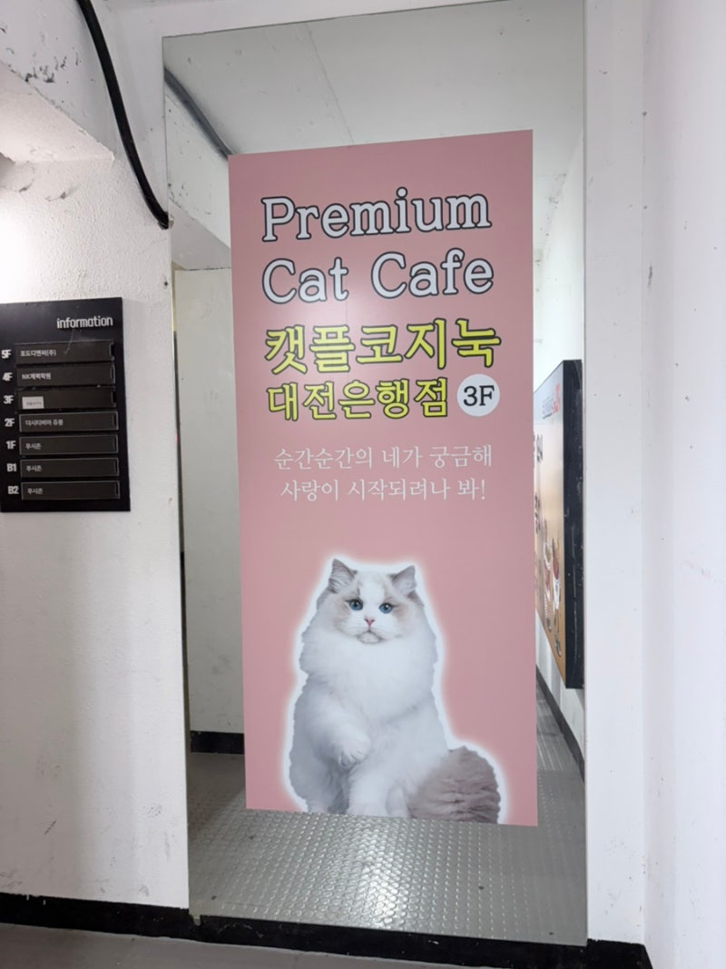 대전 28개월 아기랑 가볼만한곳 [캣플코지눅 대전은행점] 아기랑 가기 좋은 대전카페 은행동....