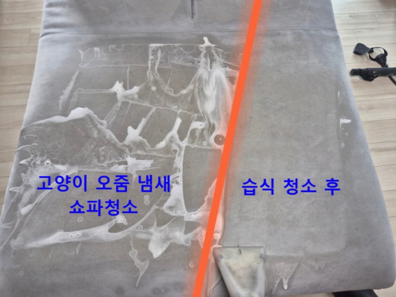 수지 쇼파청소 출장 고양이 오줌으로 생긴 오염과 냄새 제거 방법
